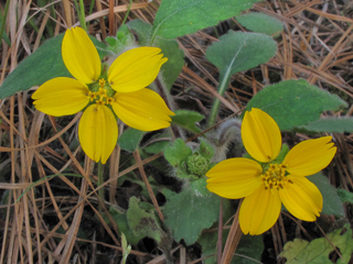 Chrysogonum virginianum var. brevistolon (Carolina green and gold)