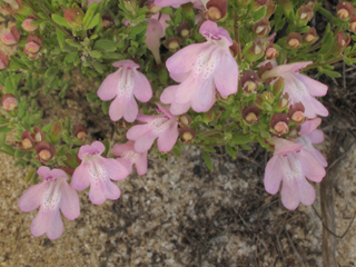 Clinopodium ashei (Ashe's savory)