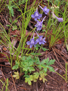 Delphinium alabamicum (Alabama larkspur)