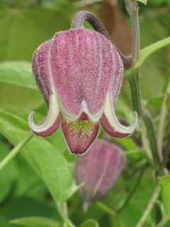 Clematis vinacea (Ocoee leatherflower)