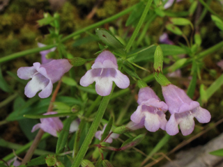 Clinopodium glabellum (Glade savory)