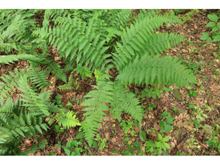 Dryopteris separabilis (Woodfern)