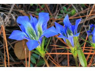 Gentiana autumnalis (Pine barren gentian)