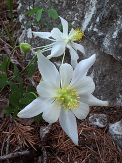 Aquilegia coerulea var. ochroleuca (White colorado columbine)