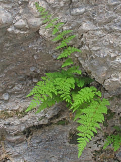 Cystopteris utahensis (Utah bladderfern)