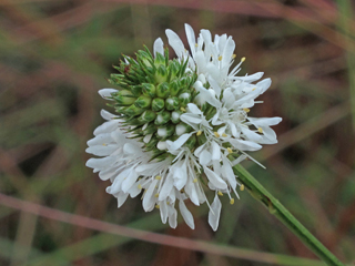 Dalea carnea (Whitetassels)