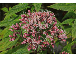 Eutrochium maculatum (Spotted joe-pye weed)