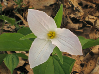 Trillium grandiflorum (White wake-robin)