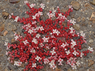 Diamorpha smallii (Elf orpine)