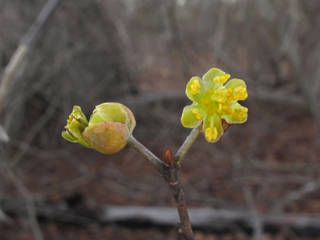 Litsea aestivalis (Pondspice)