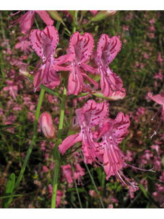 Dicerandra linearifolia var. robustior (Coastal plain balm)