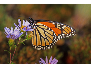 Symphyotrichum retroflexum (Rigid whitetop aster)