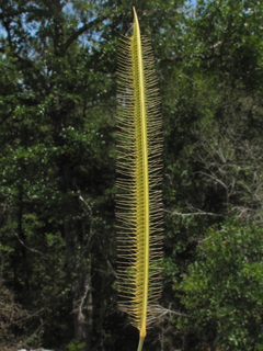 Ctenium aromaticum (Toothache grass)