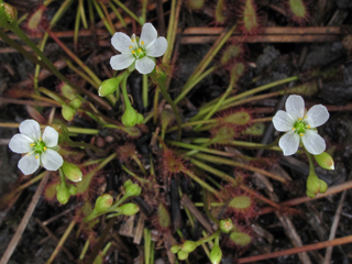 Drosera intermedia (Spoonleaf sundew)