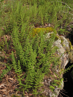 Cheilanthes lanosa (Hairy lipfern)