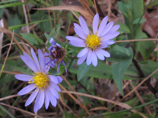 Symphyotrichum rhiannon (Rhiannon's aster)