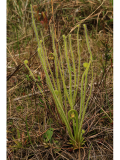 Drosera tracyi (Tracy's sundew)