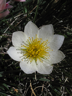 Dryas octopetala ssp. hookeriana (Hooker's mountain-avens)