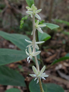 Petiveria alliacea (Guinea hen weed)