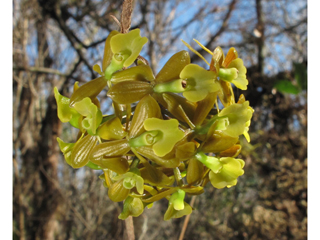 Epidendrum amphistomum (Big-mouth star orchid)