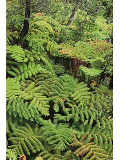 Cibotium glaucum (Hawaiian tree fern)