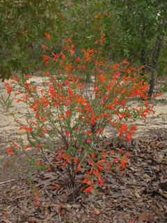 Clinopodium coccineum (Scarlet calamint)