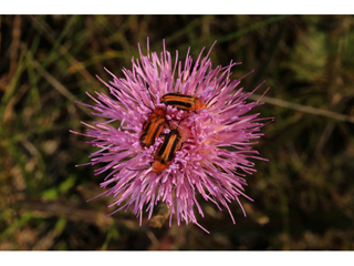 Cirsium nuttallii (Nuttall's thistle)