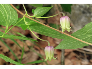 Clematis morefieldii (Huntsville vasevine)