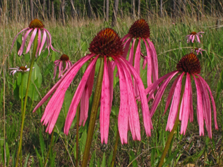 Echinacea simulata (Wavyleaf purple coneflower)