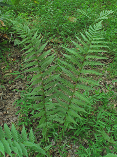 Dryopteris australis (Woodfern)