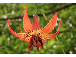 Lilium canadense (Canada lily)