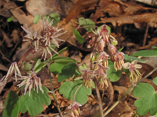 Thalictrum debile (Southern meadow-rue)