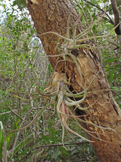 Tillandsia pruinosa (Fuzzy-wuzzy airplant)