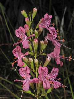 Dicerandra linearifolia (Coastal plain balm)