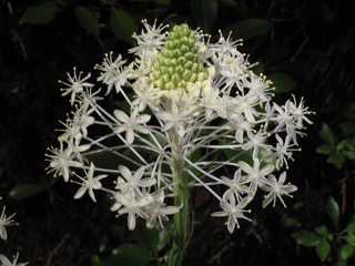 Xerophyllum asphodeloides (Eastern turkeybeard)