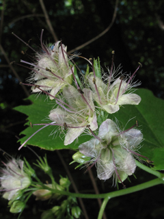 Hydrophyllum canadense (Broad-leaved waterleaf)