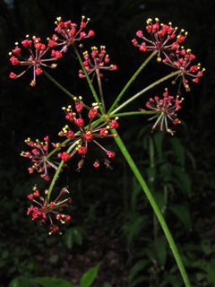 Thaspium trifoliatum var. trifoliatum (Purple meadowparsnip)