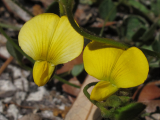 Crotalaria rotundifolia (Rabbitbells)