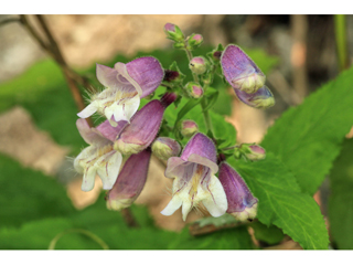 Penstemon calycosus (Long-sepal penstemon)