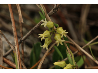 Cynanchum blodgettii (Blodgett's swallow-wort)