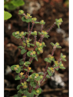 Chamaesyce deltoidea ssp. pinetorum (Pineland sandmat)