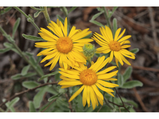 Chrysopsis gossypina (Cottony goldenaster)