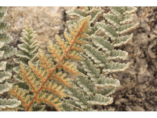 Cheilanthes eatonii (Eaton's lipfern)