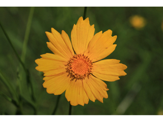 Coreopsis pubescens var. pubescens (Star tickseed)