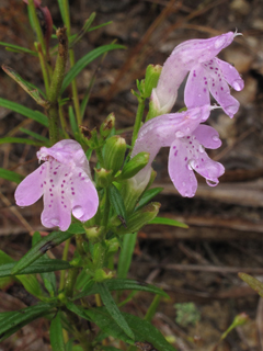 Dicerandra odoratissima (Rose balm)