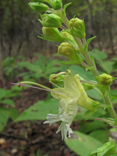 Collinsonia serotina (Blue ridge horsebalm)