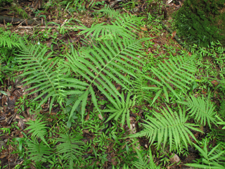 Thelypteris ovata var. ovata (Ovate marsh fern)