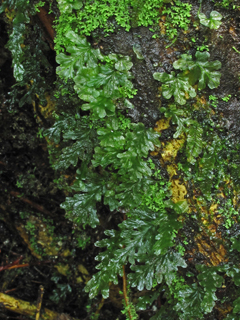 Trichomanes krausii (Treemoss bristle fern)