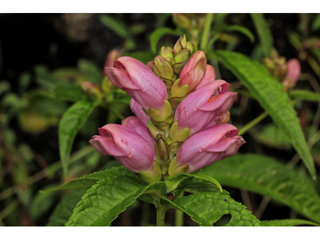 Chelone obliqua var. erwiniae (Erwin's red turtlehead)