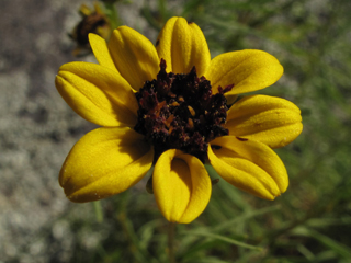 Coreopsis pulchra (Woodland tickseed)